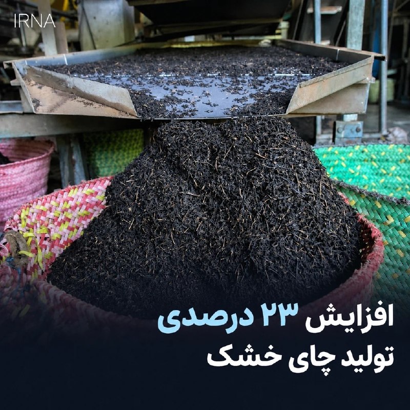 ۳۴۷۹ میلیارد تومان از طلب چایکاران پرداخت شد