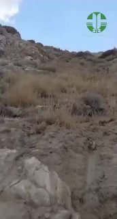 مشاهده گربه پالاس در ارتفاعات استان سمنان