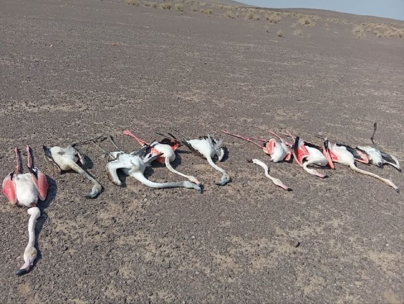 ۱۳ فلامینگو در پناهگاه نایبندان طبس جان باختند