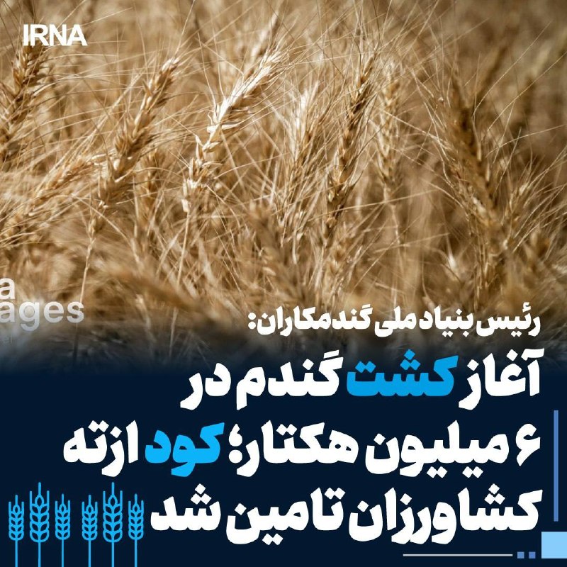 آغاز کشت گندم در ۶ میلیون هکتار اراضی آبی و دیم