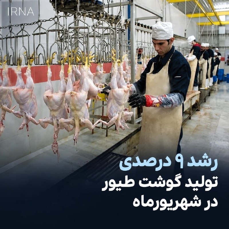 تولید گوشت طیور در شهریور ۹ درصد رشد کرد