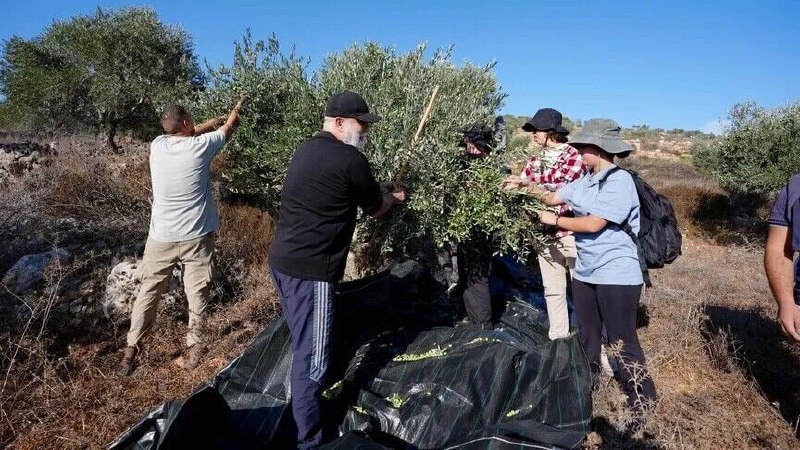 خاخام صهیونیست: زیتون‌های فلسطینیان را سرقت کنید