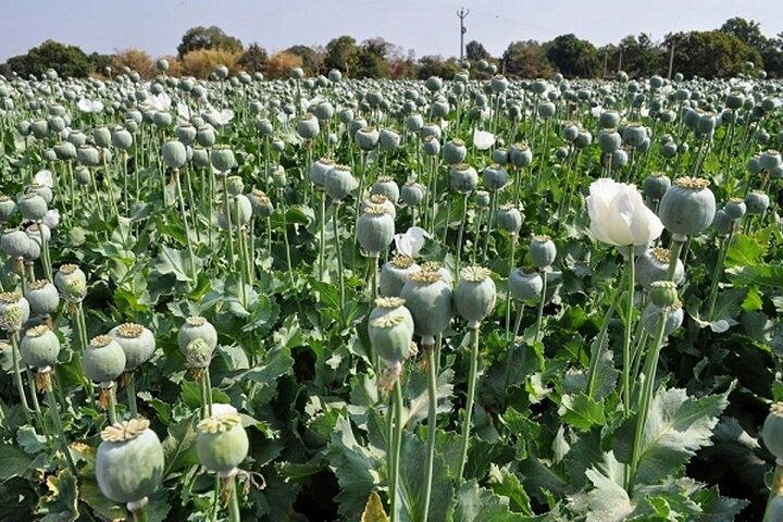 کشت مجدد شقایق پس از ۲۰ سال در ایران