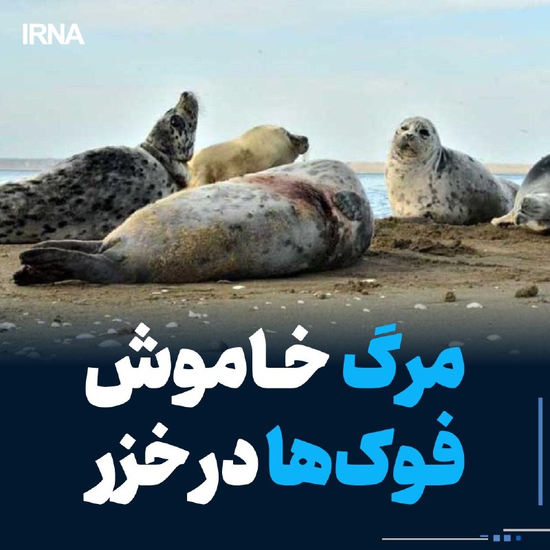 کشف بیش از ۳۰ لاشه فوک در سواحل مازندران