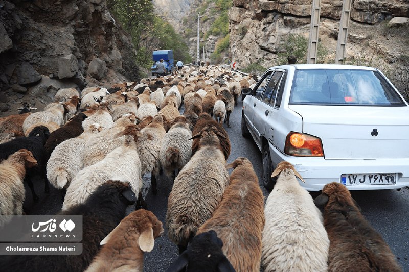 مسیر کندوان روز دوشنبه به‌دلیل عبور احشام مسدود می‌شود