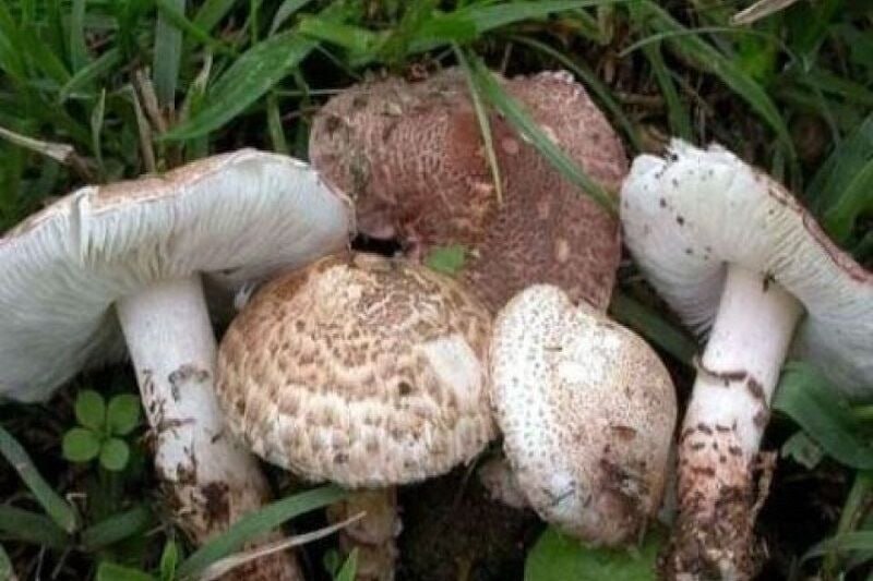 مصرف قارچ سمی سه نفر از یک خانواده در پیرانشهر را بیمار کرد