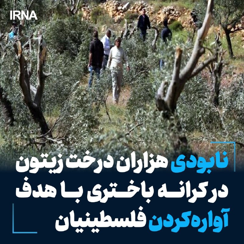 نابودی گسترده درختان زیتون در کرانه باختری؛ تهاجم شهرک‌نشینان با هدف آواره‌سازی فلسطینیان