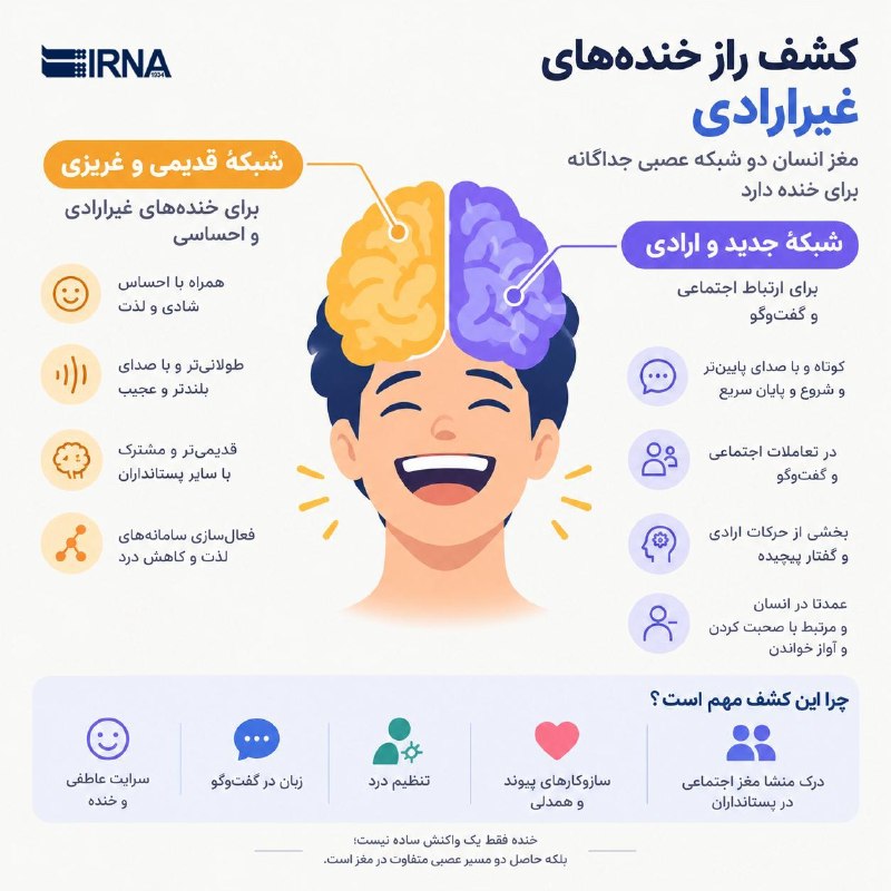 مغز انسان دو شبکه عصبی جداگانه برای خنده دارد