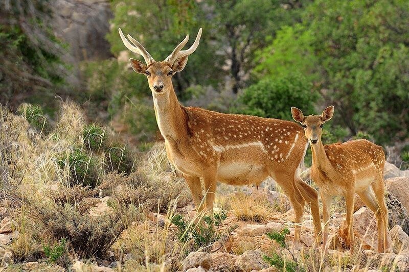 آغاز پایش گوزن زرد ایرانی در مناطق آزاد دز