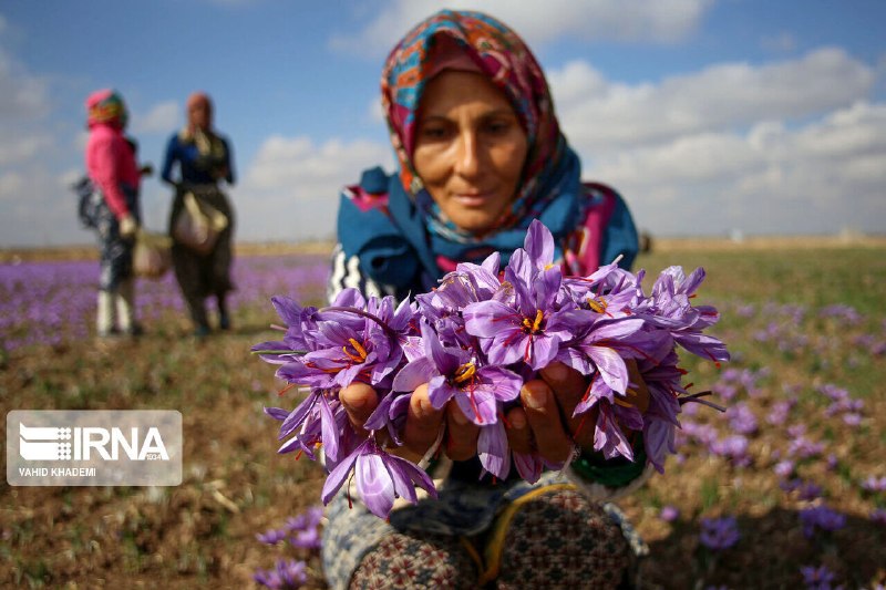 ورود زعفران خراسان شمالی به بازار بورس